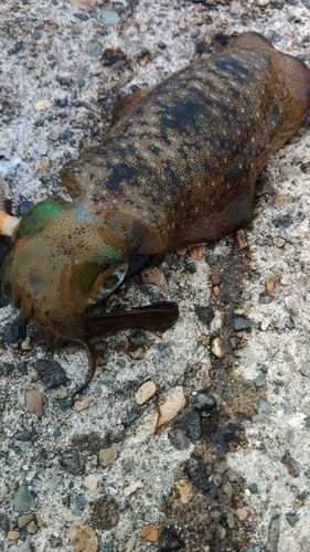 アオリイカの釣果