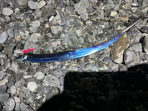 タチウオの釣果