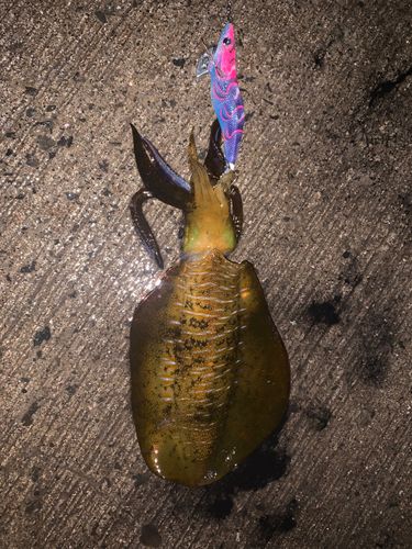 コウイカの釣果