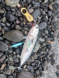 カツオの釣果