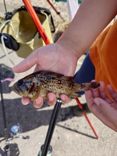 ソイの釣果
