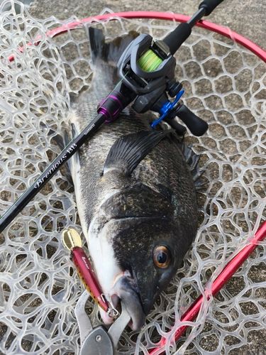 チヌの釣果