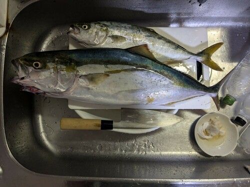 ワラサの釣果