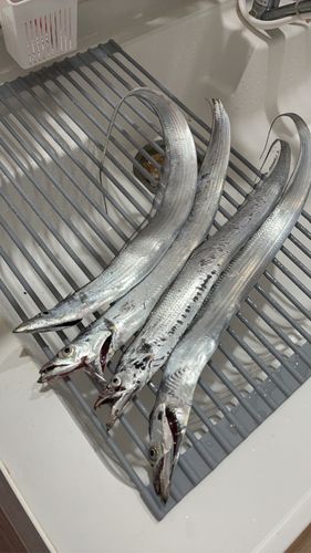 タチウオの釣果