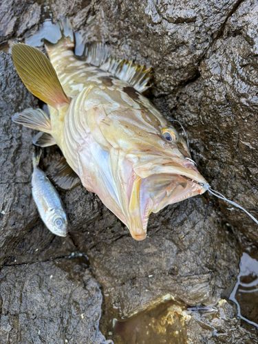 クエの釣果