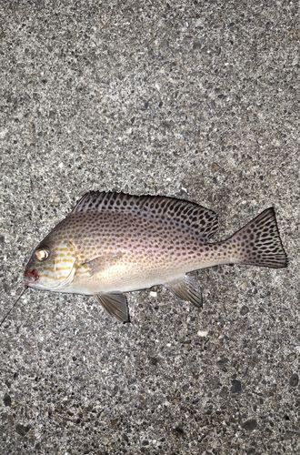 コロダイの釣果