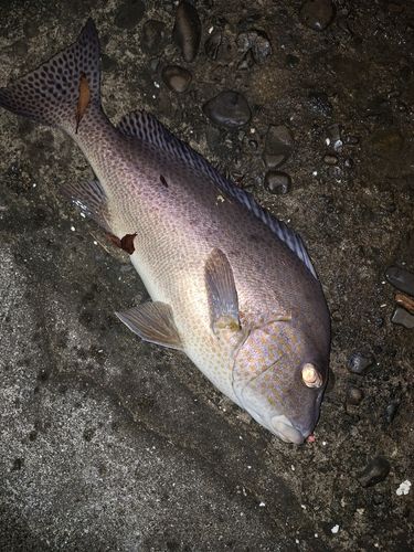 コロダイの釣果