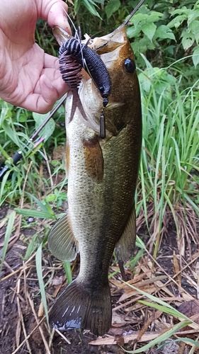 ブラックバスの釣果