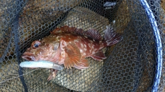 カサゴの釣果