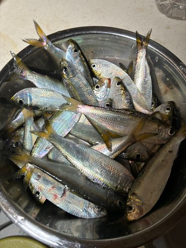 アジの釣果