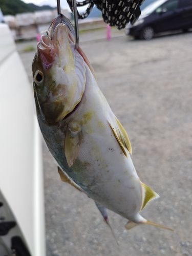 ショゴの釣果