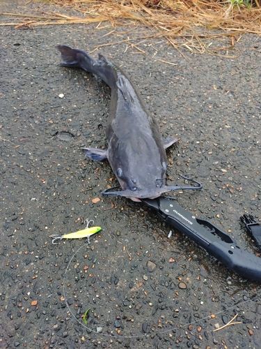 アメリカナマズの釣果