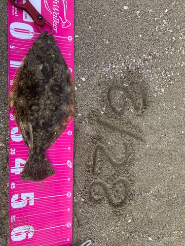 ヒラメの釣果