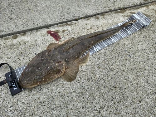 マゴチの釣果