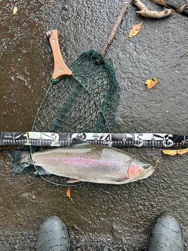 ニジマスの釣果