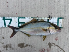ショゴの釣果