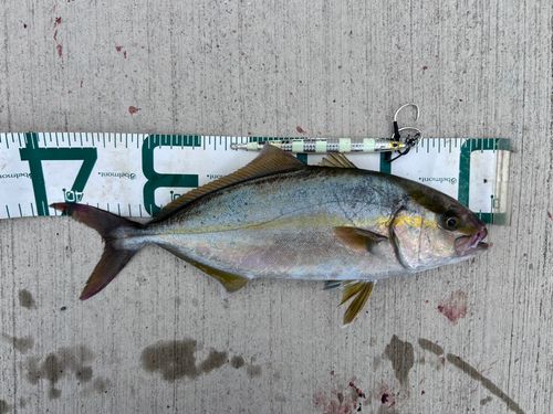 釣果