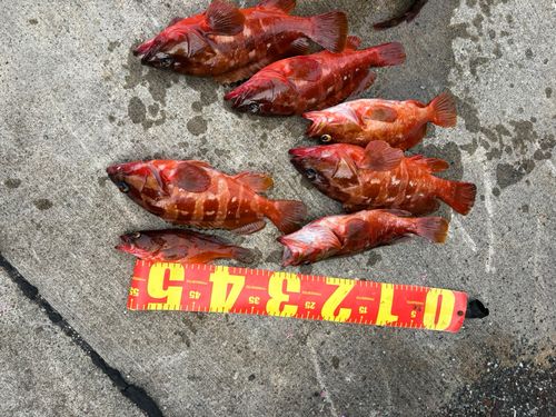アカハタの釣果