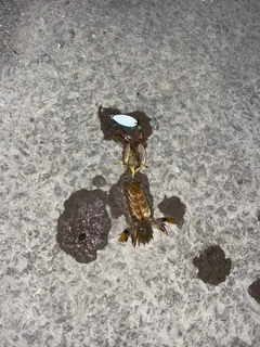 シャコエビの釣果