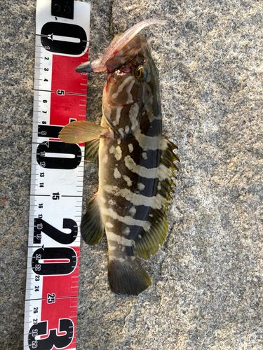 クエの釣果