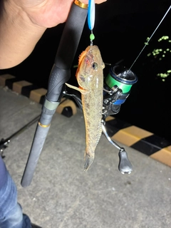 マハゼの釣果