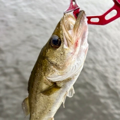セイゴ（マルスズキ）の釣果