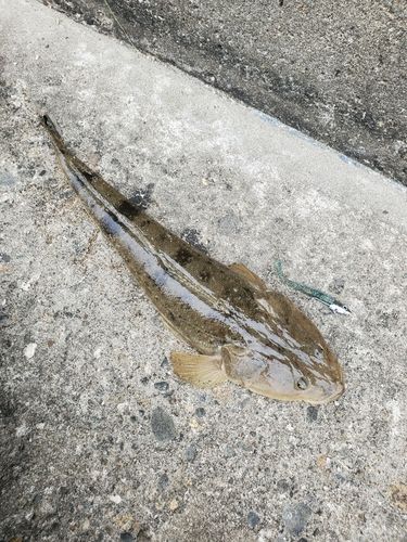 マゴチの釣果