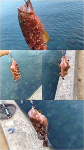 キジハタの釣果