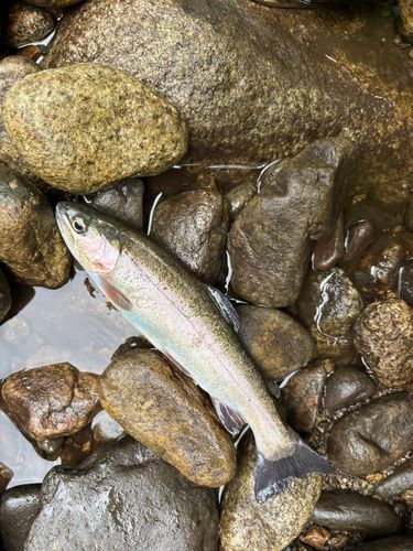 トラウトの釣果 - アングラーズ | 釣果600万件の魚釣り情報サイト
