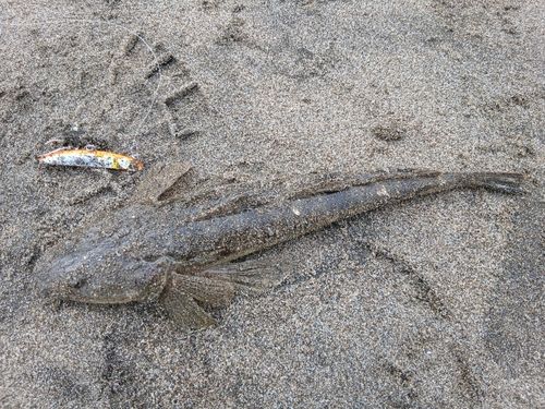 マゴチの釣果