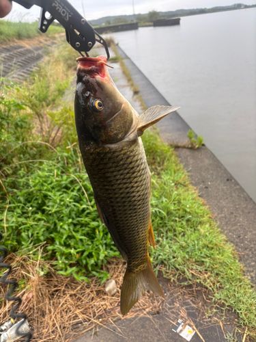 コイの釣果