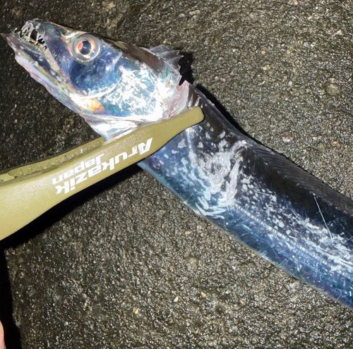 タチウオの釣果
