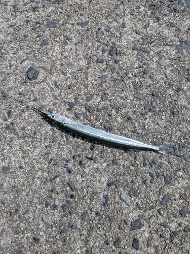 サヨリの釣果