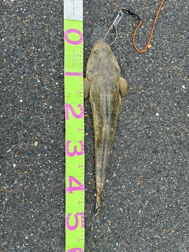 マゴチの釣果