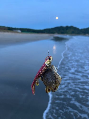 ガザミの釣果