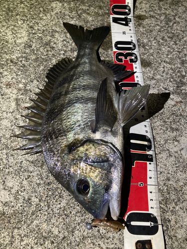 クロダイの釣果