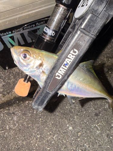 マアジの釣果
