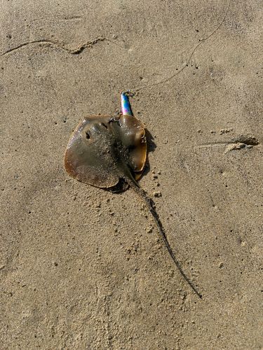 アカエイの釣果