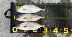 ショゴの釣果
