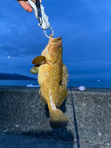 ノミノクチの釣果