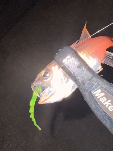 ネンブツダイの釣果