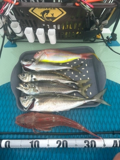 マアジの釣果
