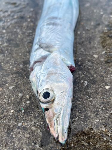 タチウオの釣果