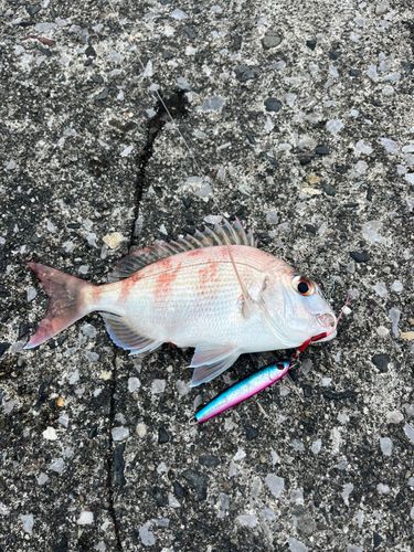 マダイの釣果