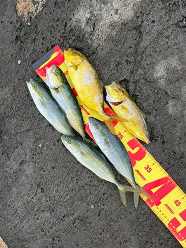 シオの釣果