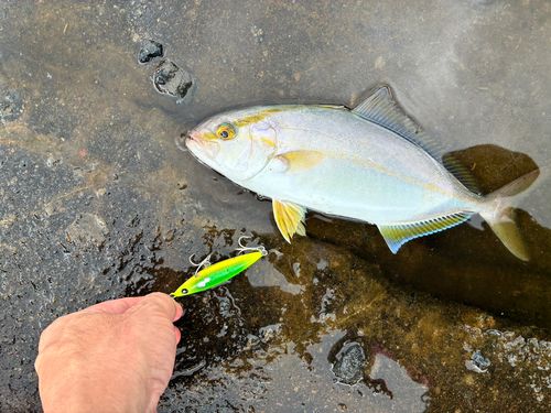 ショゴの釣果
