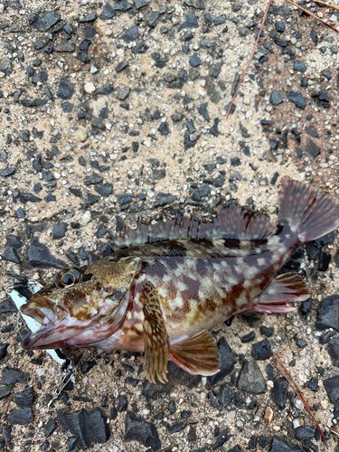 カサゴの釣果