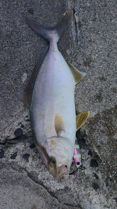 シオの釣果