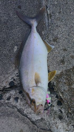 シオの釣果