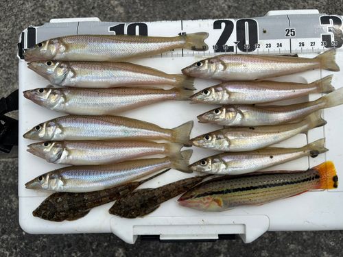 キスの釣果